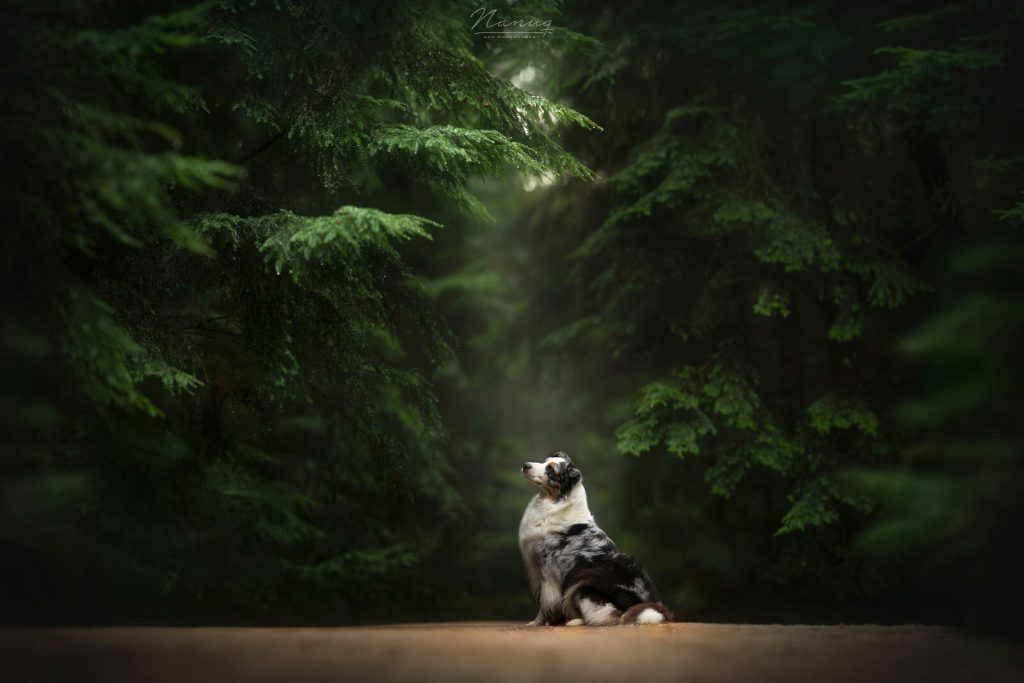 Australian Shepherd Liv zittend in het bos op een pad, een gelukkige en ontspannen, gelukkige en energieke hond door de holistische praktijk voor dieren van Charlotte Olsthoorn