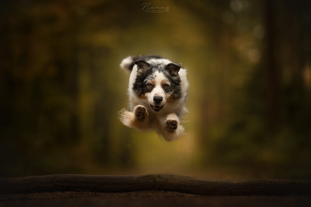 Australian Shepherd Liv rennend in het bos, een gelukkige en ontspannen, gelukkige en energieke hond door de holistische praktijk voor dieren van Charlotte Olsthoorn