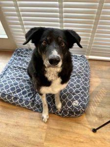 Nikita | Border Collie Simba