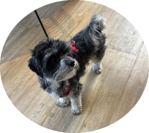 Annebeth | Maltipoo Frankie