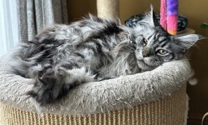 Truus | Maine Coon Xena
