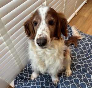Suzanne | Welsh Springer Spaniel Soof